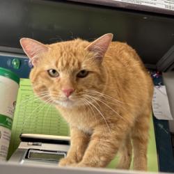 Shelter Stray Male Cat last seen Near S Birch Circle, Holladay, UT, 84124, 511 W 3900 S, Salt Lake City, UT 84123, USA