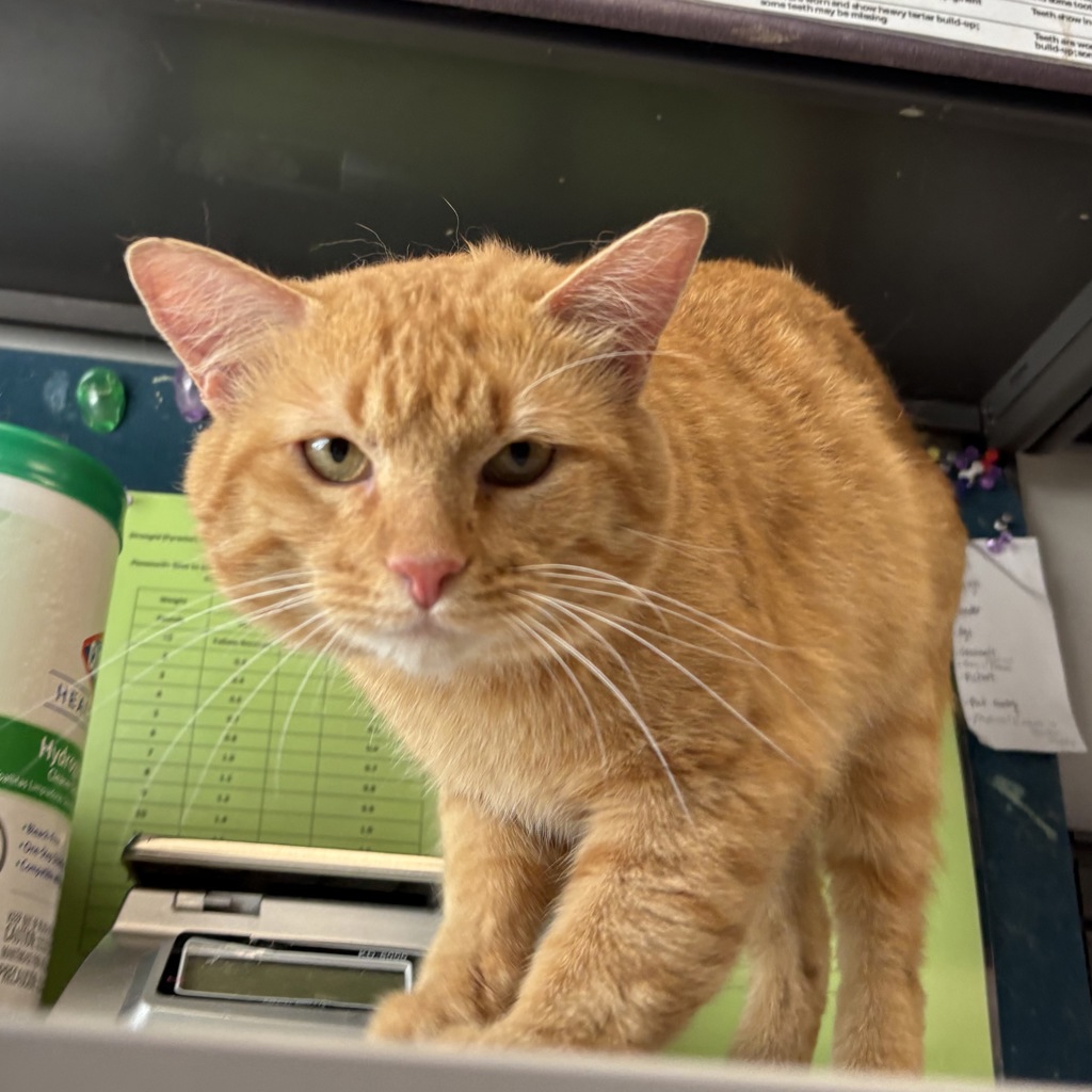 Shelter Stray Male Cat last seen Near S Birch Circle, Holladay, UT, 84124, 511 W 3900 S, Salt Lake City, UT 84123, USA