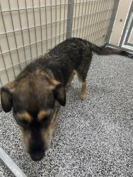 Shelter Stray Female Dog last seen Near S Hamilton View Road, RIVERTON, UT, 84065, 511 W 3900 S, Salt Lake City, UT 84123, USA