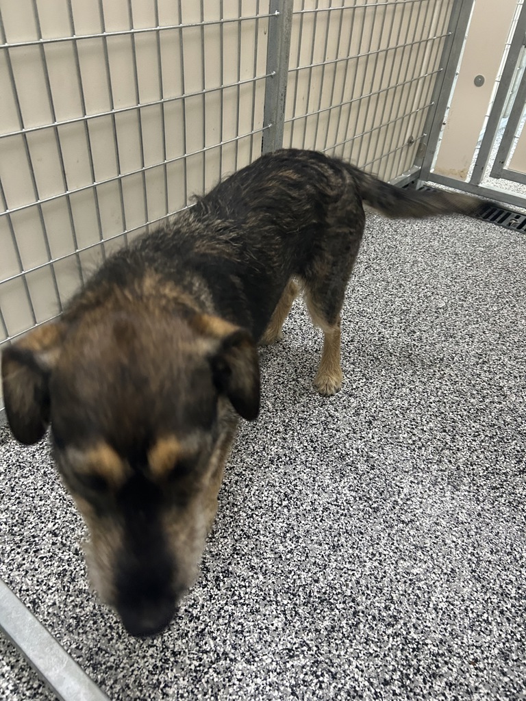 Shelter Stray Female Dog last seen Near S Hamilton View Road, RIVERTON, UT, 84065, 511 W 3900 S, Salt Lake City, UT 84123, USA