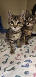 Shelter Stray Male Cat last seen Near Abador Road, San Diego, CA, 92154, 5500 Gaines St, San Diego, CA 92110, USA