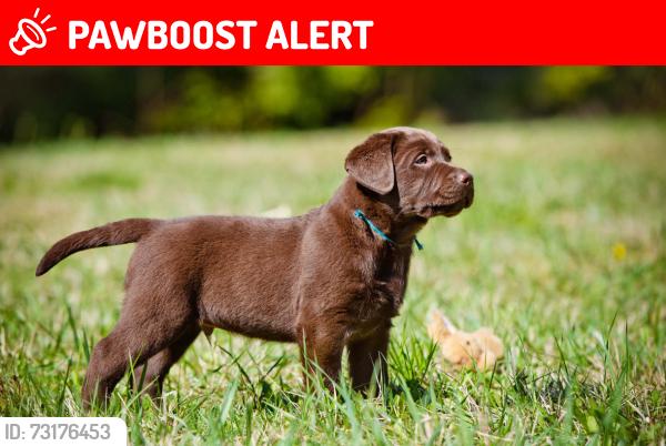 Lost Female Dog last seen Hess rd & cook ln, San Bernardino County, CA 92371