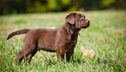 Lost Female Dog last seen Hess rd & cook ln, San Bernardino County, CA 92371