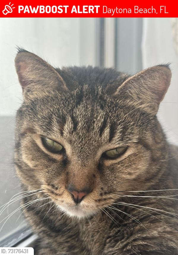 Lost Female Cat last seen Bayberry Lakes Blvd and International Tennis Dr, Daytona Beach, FL 32124