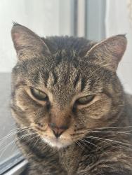 Lost Female Cat last seen Bayberry Lakes Blvd and International Tennis Dr, Daytona Beach, FL 32124