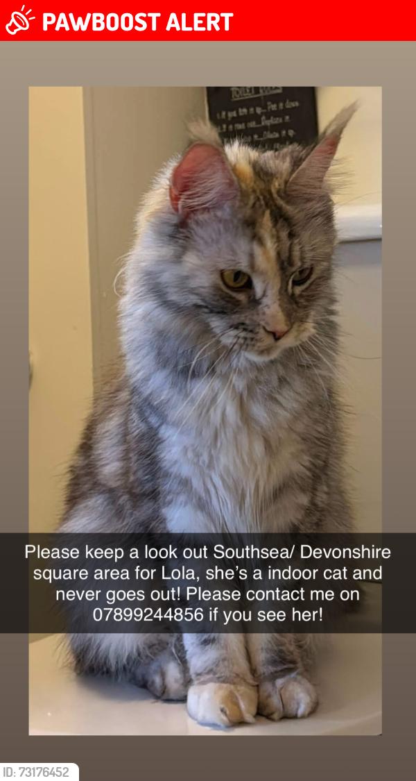 Lost Female Cat last seen By devonshire square, Portsmouth, England PO4 0NW