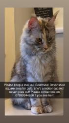 Lost Female Cat last seen By devonshire square, Portsmouth, England PO4 0NW