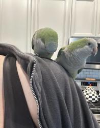 Lost Unknown Bird last seen Katy Hockley Cutoff rd & Stockdick School rd, Katy, TX 77493