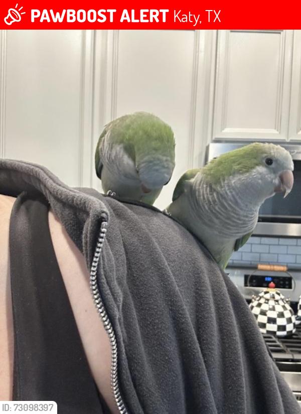 Lost Unknown Bird last seen Katy Hockley Cutoff rd & Stockdick School rd, Katy, TX 77493
