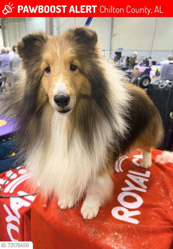 Lost Male Dog last seen Alabama 191, Chilton County, AL 35171