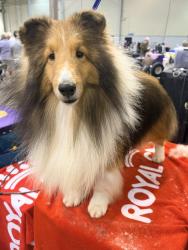 Lost Male Dog last seen Alabama 191, Chilton County, AL 35171
