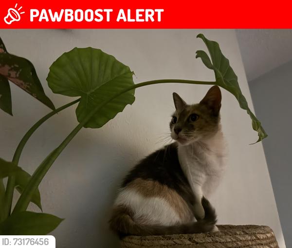 Lost Female Cat last seen Fort Walton beach rec center, Fort Walton Beach, FL 32548