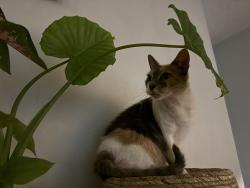 Lost Female Cat last seen Fort Walton beach rec center, Fort Walton Beach, FL 32548