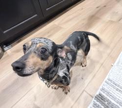 Reunited Female Dog last seen Mavera, Montgomery County, TX 77302