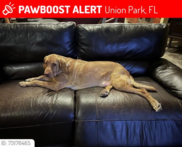 Lost Male Dog last seen Rouse Road, North of University, Union Park, FL 32817