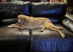 Lost Male Dog last seen Rouse Road, North of University, Union Park, FL 32817