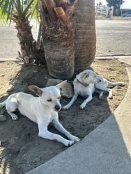 Found/Stray Unknown Dog last seen Ceres ave, Fontana, CA 92335