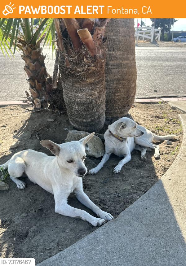 Found/Stray Unknown Dog last seen Ceres ave, Fontana, CA 92335