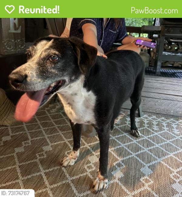 Reunited Female Dog last seen Choto and Prayer Lane, Knoxville, TN 37922