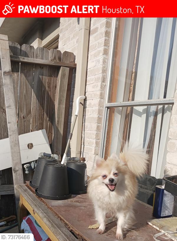 Lost Female Dog last seen Near Alisa lane, Houston, TX 77084