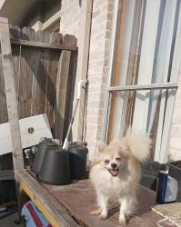 Lost Female Dog last seen Near Alisa lane, Houston, TX 77084