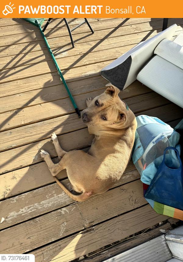 Found/Stray Female Dog last seen N River @ Holly Lane, Bonsall, CA 92003