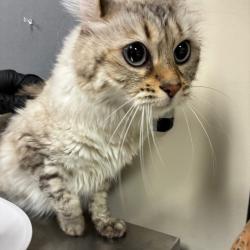 Shelter Stray Female Cat last seen , 361 S Raymond Ave, Pasadena, CA 91105, USA
