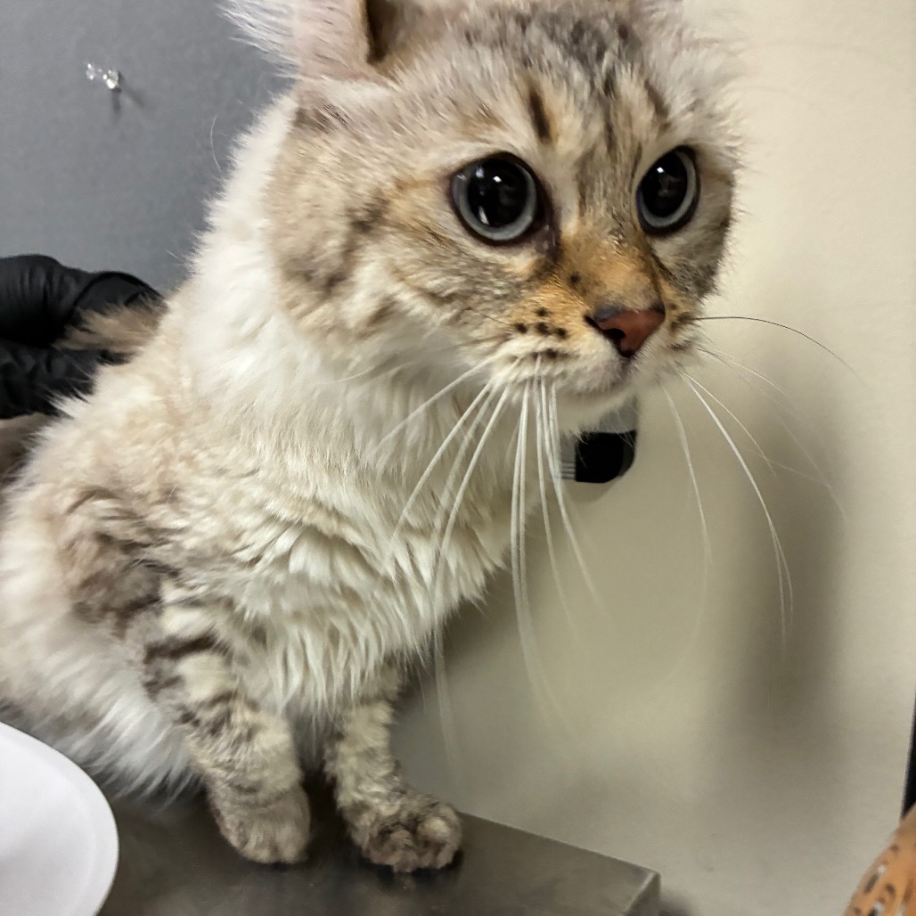 Shelter Stray Female Cat last seen , 361 S Raymond Ave, Pasadena, CA 91105, USA