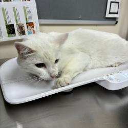 Shelter Stray Male Cat last seen , 361 S Raymond Ave, Pasadena, CA 91105, USA