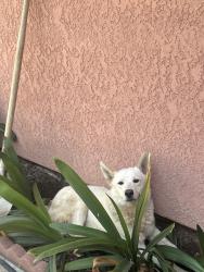 Found/Stray Unknown Dog last seen Timo st, Moreno Valley, CA 92553
