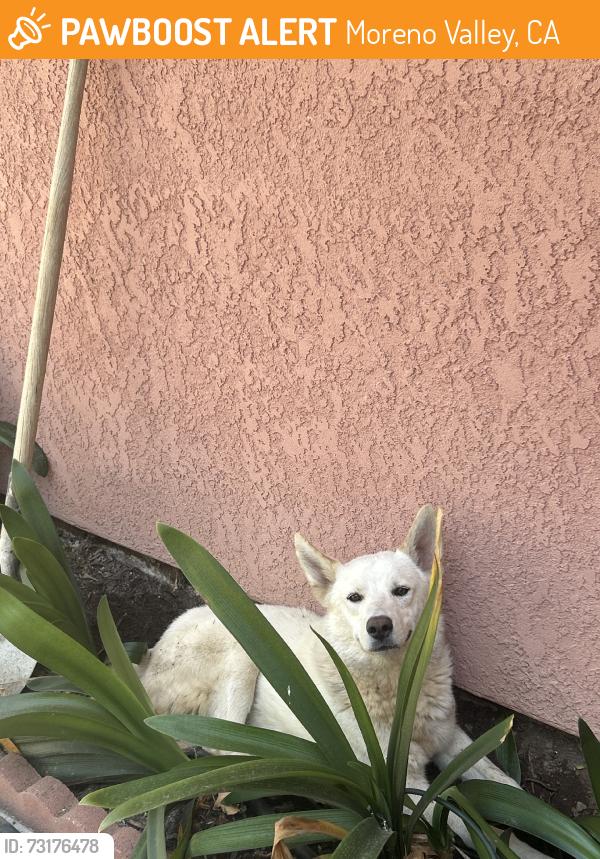 Found/Stray Unknown Dog last seen Timo st, Moreno Valley, CA 92553