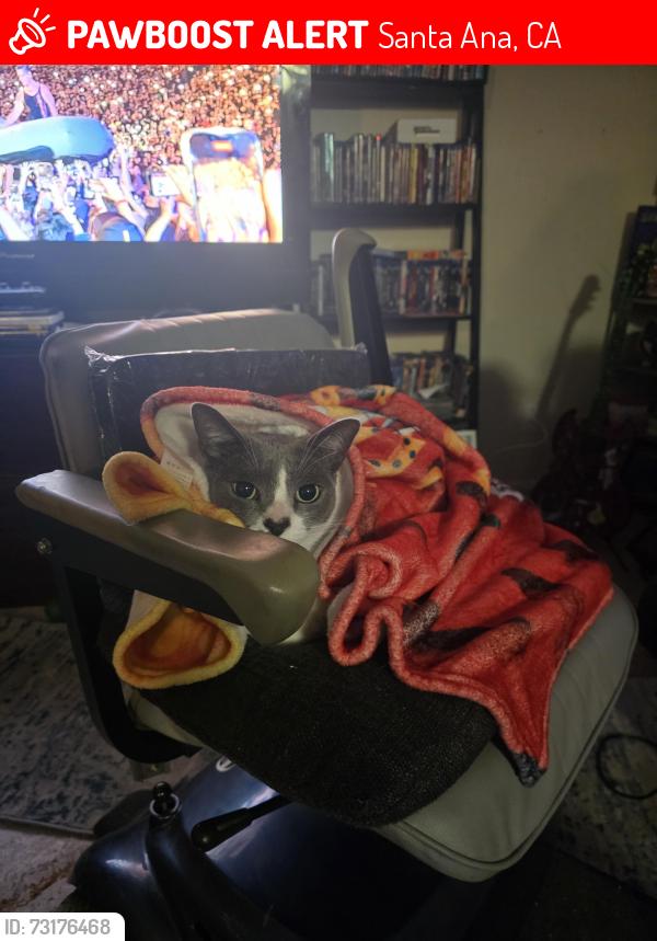 Lost Male Cat last seen Grand and fairhaven, Santa Ana, CA 92705