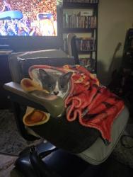Lost Male Cat last seen Grand and fairhaven, Santa Ana, CA 92705