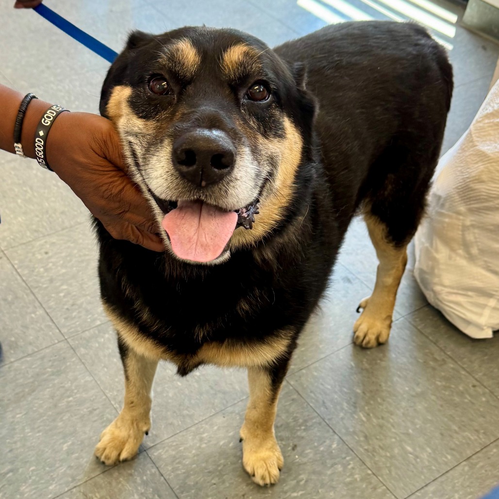 Shelter Stray Male Dog last seen , 12910 Yukon Ave, Hawthorne, CA 90250, USA
