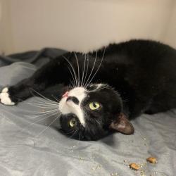 Shelter Stray Female Cat last seen , Animal Care & Control Team of Philly, 111 W Hunting Park Ave, Philadelphia, PA 19140, USA