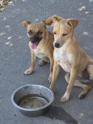 Found/Stray Female Dog last seen Woodbury Rd. & Libby Ln., Garden Grove, Garden Grove, CA 92843