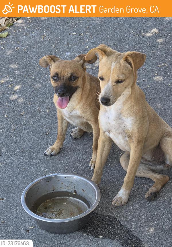 Found/Stray Female Dog last seen Woodbury Rd. & Libby Ln., Garden Grove, Garden Grove, CA 92843