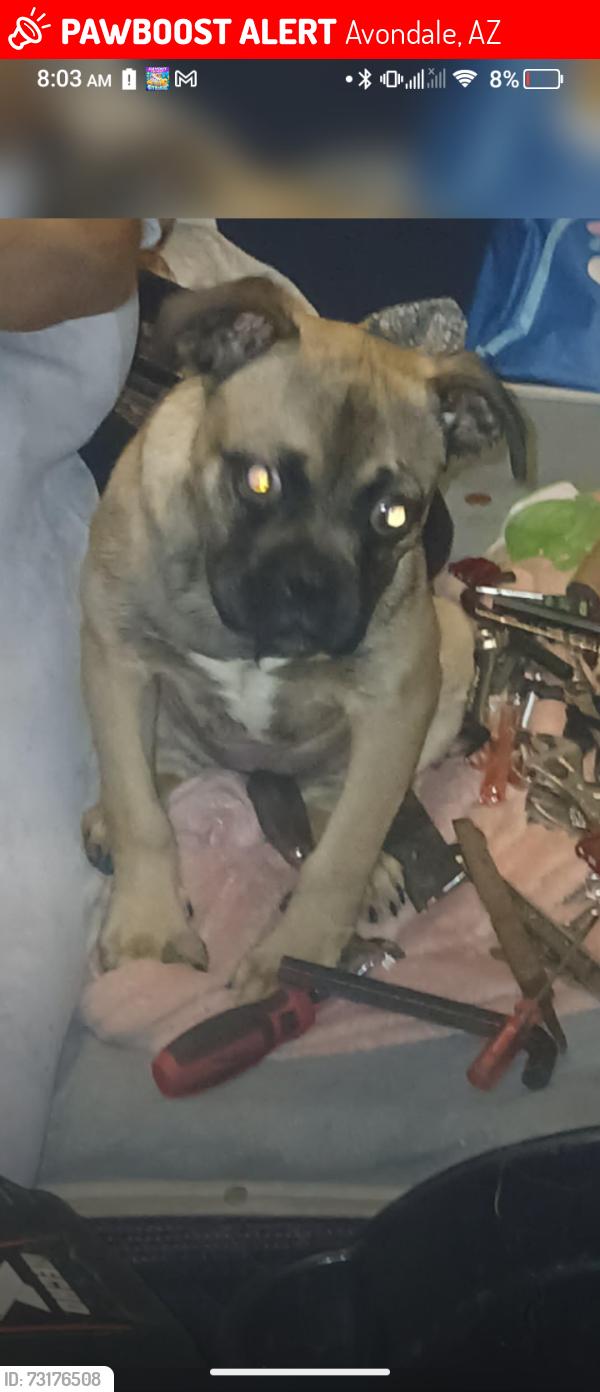 Lost Female Dog last seen W hopi st, Avondale, AZ 85323