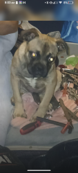 Lost Female Dog last seen W hopi st, Avondale, AZ 85323