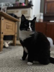 Lost Female Cat last seen Oneil avenue newry, Newry, Mourne and Down, Northern Ireland BT34 2DU