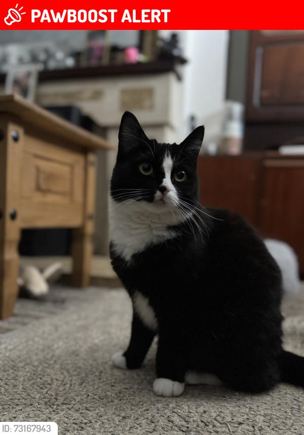 Lost Female Cat last seen Oneil avenue newry, Newry, Mourne and Down, Northern Ireland BT34 2DU