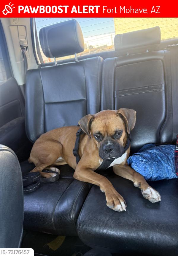 Lost Female Dog last seen S Calle Esperanza, Fort Mohave, AZ 86426