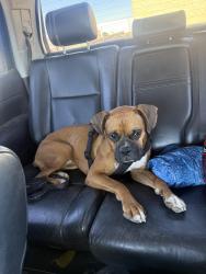 Lost Female Dog last seen S Calle Esperanza, Fort Mohave, AZ 86426