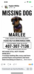Lost Female Dog last seen Exmoor, Mount Plymouth, FL 32776