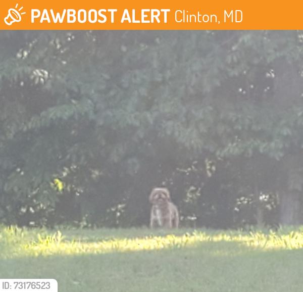 Found/Stray Unknown Dog last seen Henry Dr, Clinton, MD 20735