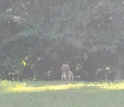 Found/Stray Unknown Dog last seen Henry Dr, Clinton, MD 20735