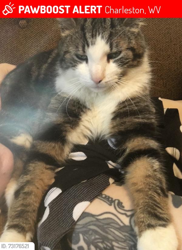 Lost Male Cat last seen Ken Ellis Park, Charleston, WV 25201