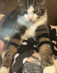 Lost Male Cat last seen Ken Ellis Park, Charleston, WV 25201