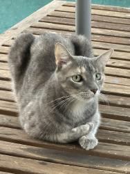 Reunited Female Cat last seen E Grant St and Osceola, Orlando, FL 32806
