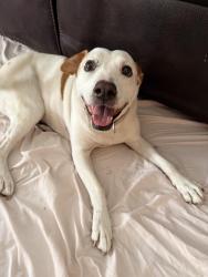 Reunited Female Dog last seen Gird and 76hwy, Fallbrook, CA 92028